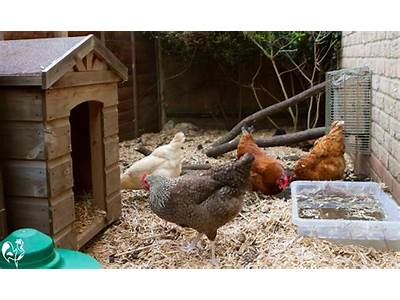 Should Chicken Coop Floors Be Covered In Traw?